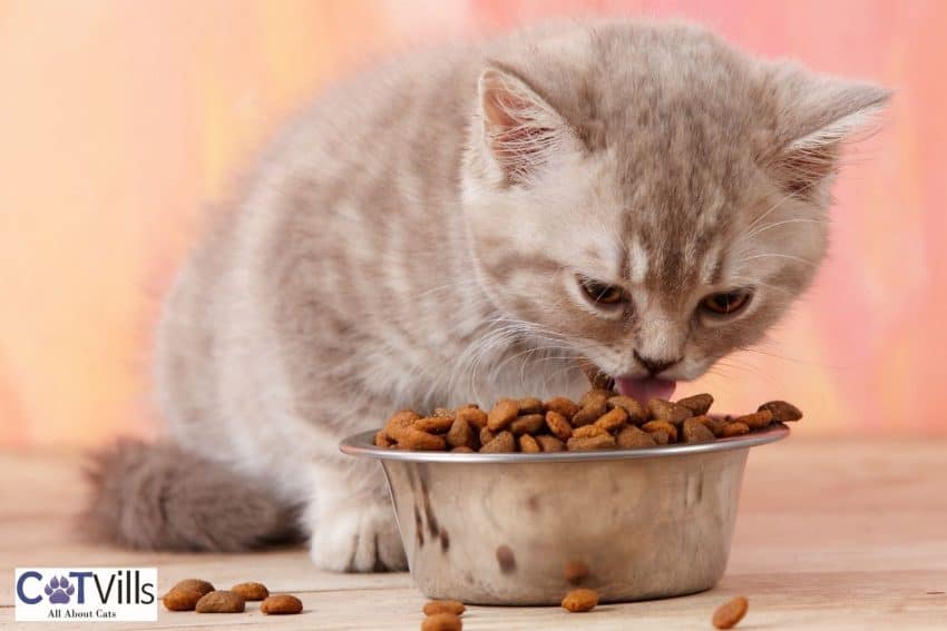 kitten eating dry foods