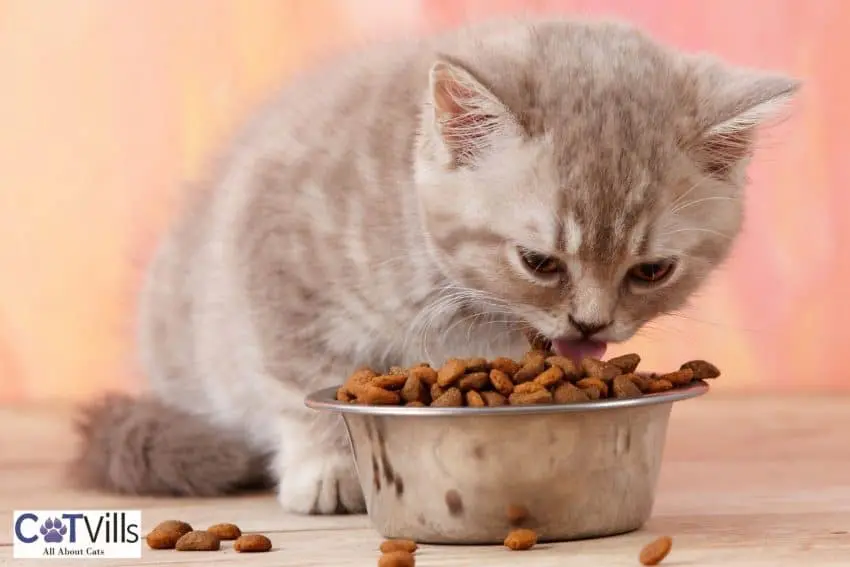 kitten eating dry foods