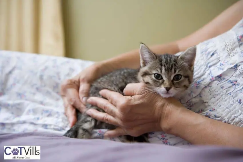 kitten cuddling with his owner