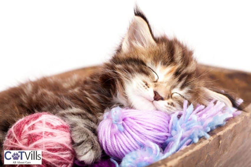 kitten sleeping with her toys