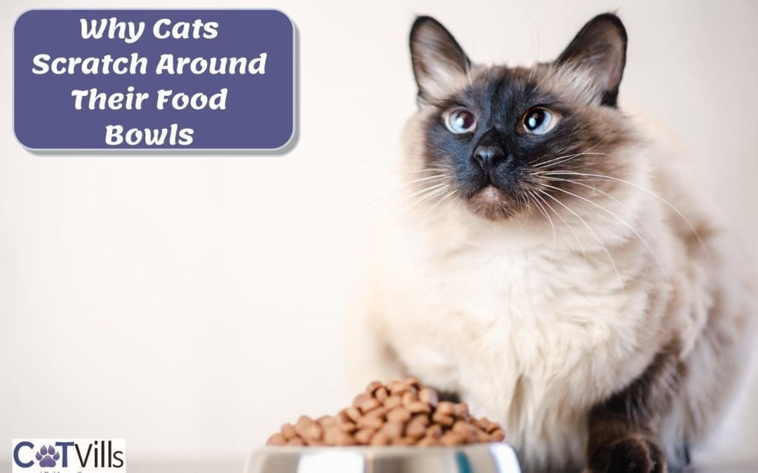 5 Reasons Why Cats Scratch Around Their Food Bowl