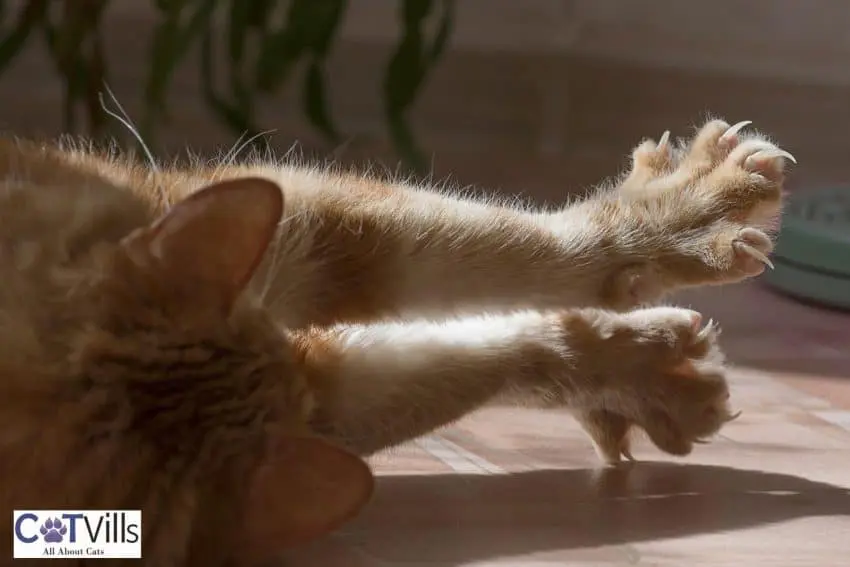 cat with sharp nails