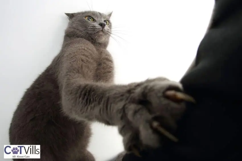 cat scratching his human but why do cat scratches sting?