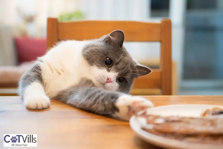 cat reaching for the fish on the table