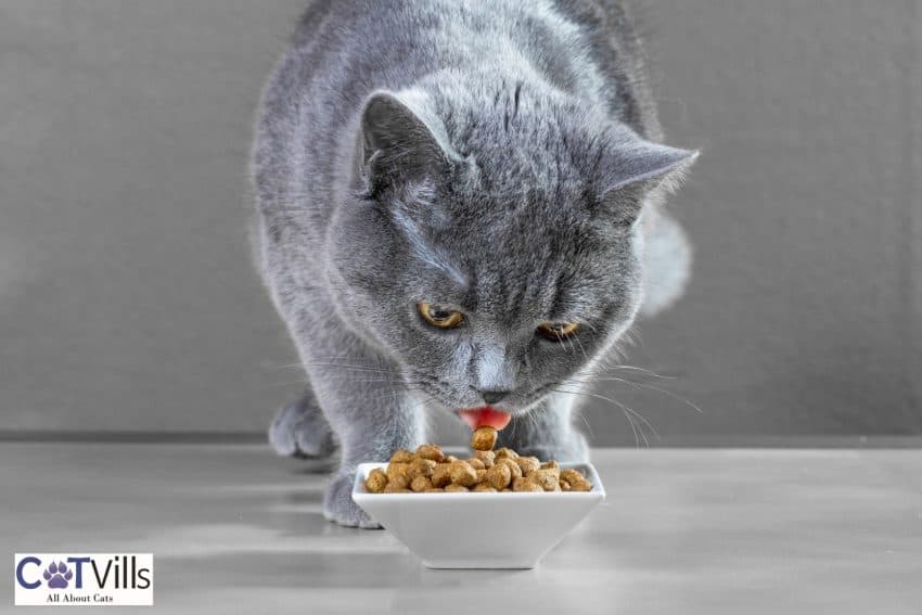 cat eating smaller portion of dry food