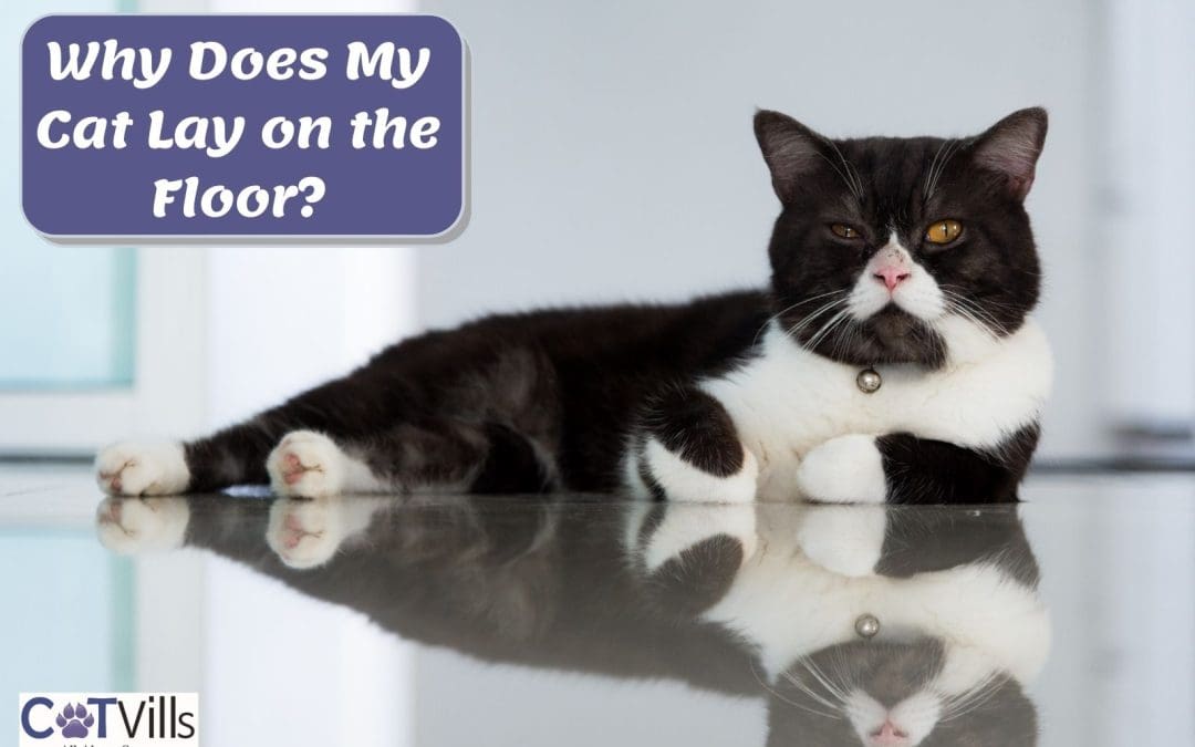 7 Reasons Why Cats Lay on the Floor