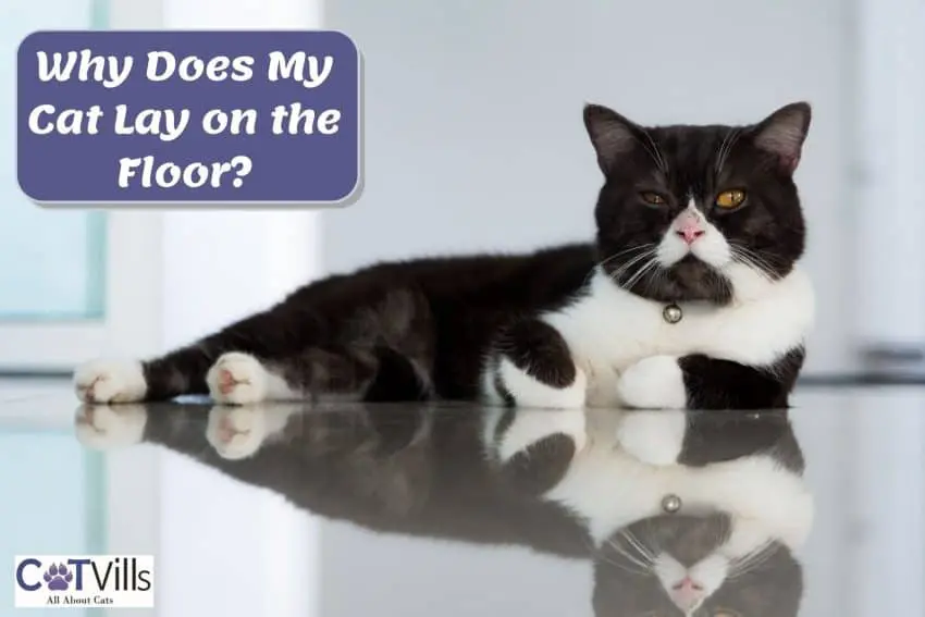 tuxedo cat lying on the floor but why does my cat lay on the floor often?