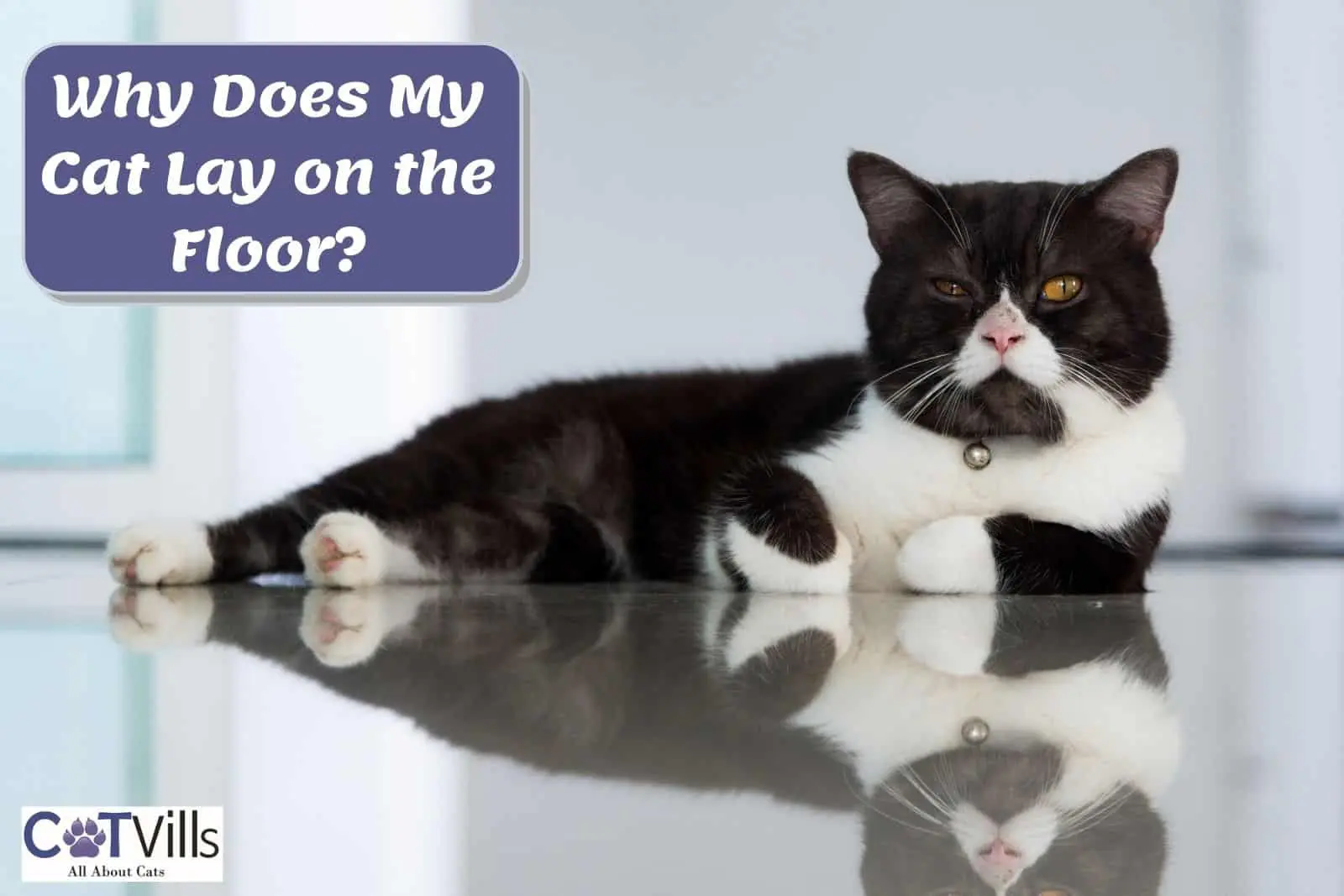 why-does-my-cat-lay-on-the-floor-7-reasons-you-should-know