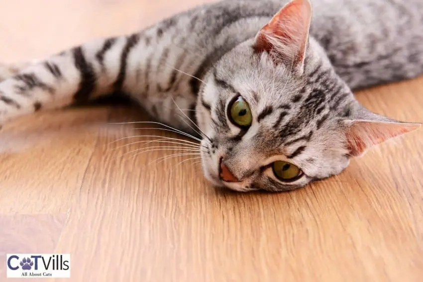 tiger cat lying on the floor