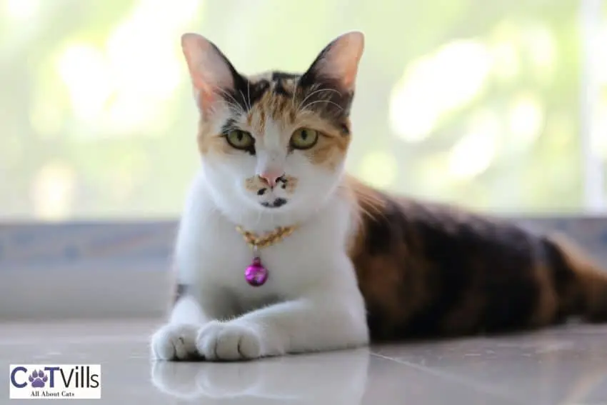 tri-colored cat looking at the camera