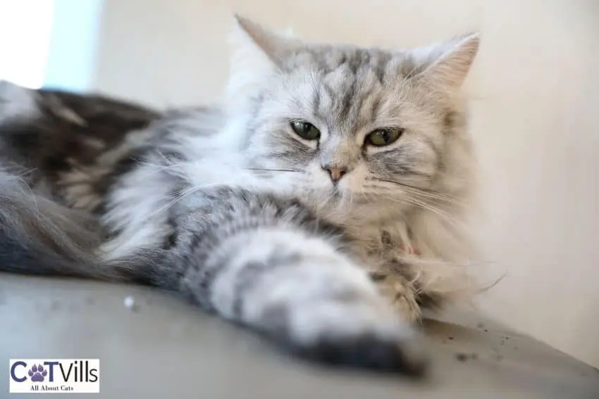 baby Persian cat lying on the floor