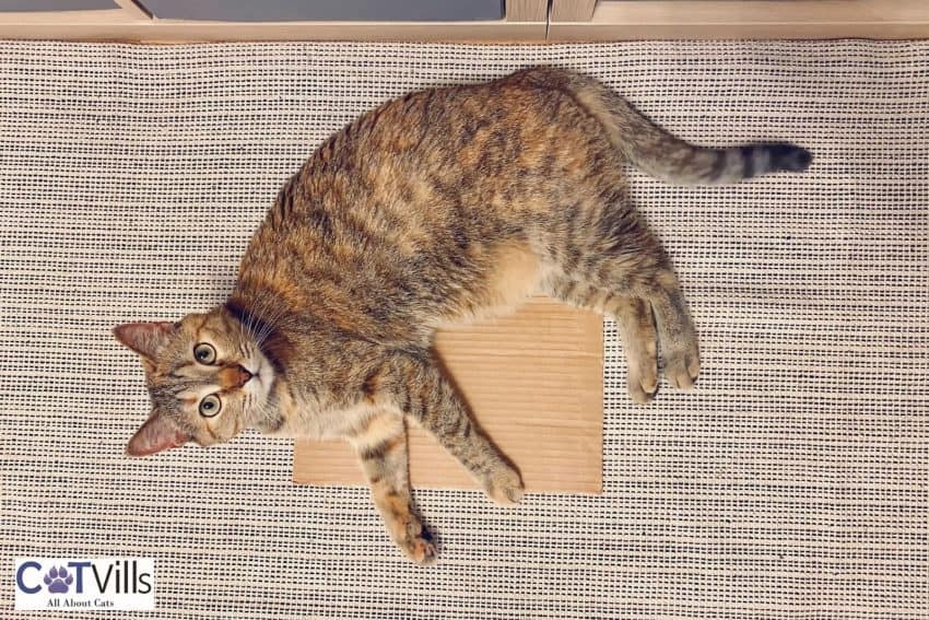 cat comfortably lying on the floor