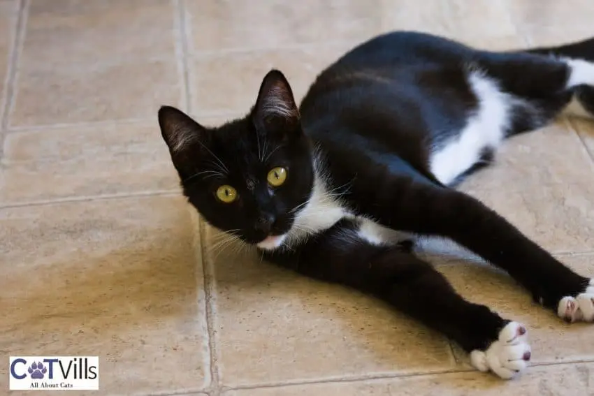 black and white cat lying on the floor