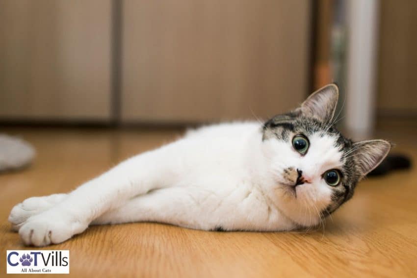 an adorable cat lying on the brown floor