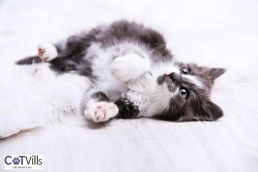 Tuxedo cat lying on the floor with pillows