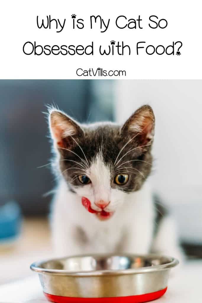 Kitten licking chops with text why is my cat obsessed with food
