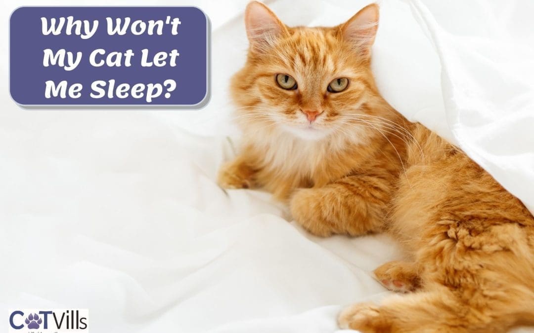 6 Reasons Why Your Cat Won’t Let You Sleep At Night