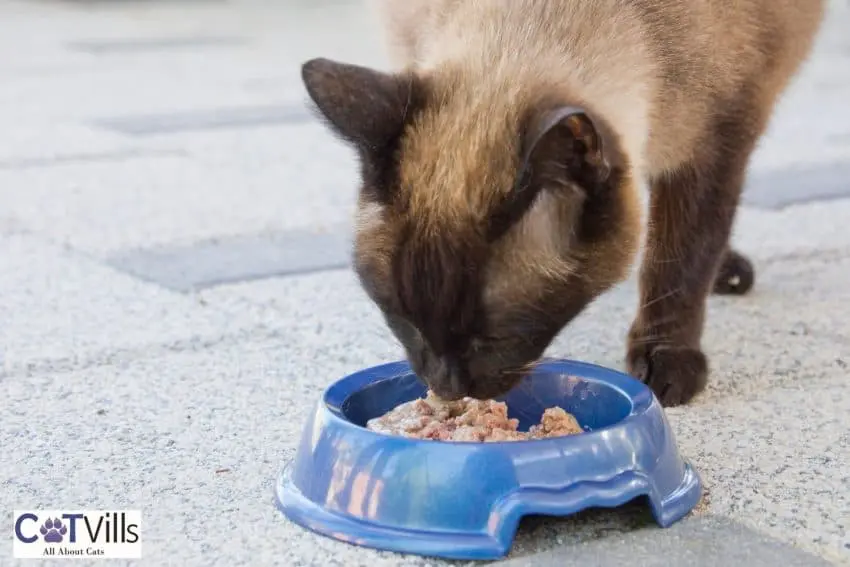 Siamese cat eating healthy food