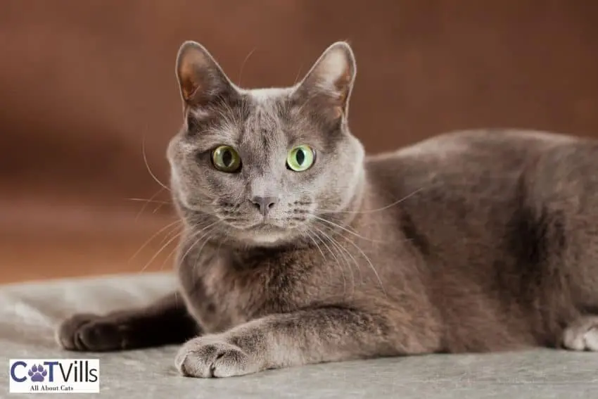 fluffy Russian blue cat