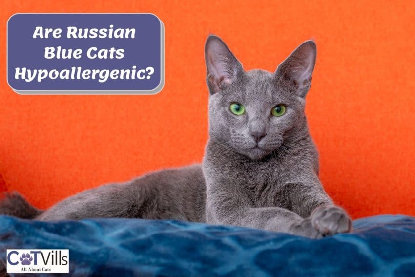 adorable Russian blue. Are russian blue cats hypoallergenic?