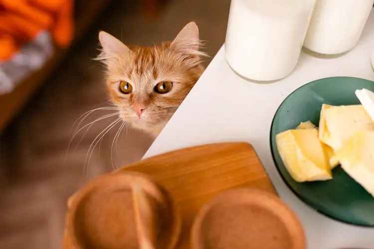 Cats and Dairy Products