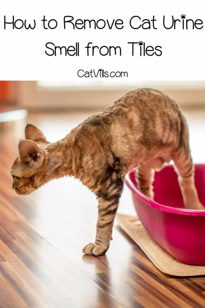 How To Remove Cat Urine From Tile Floor – Flooring Guide by Cinvex