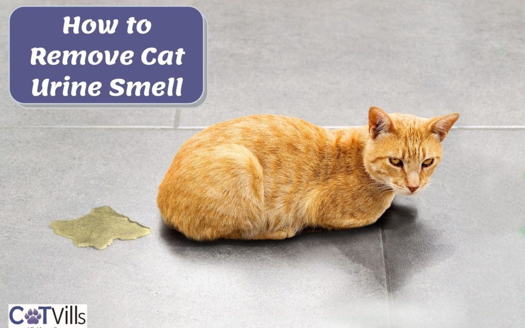 How to Remove Cat Urine Smell from Tile and Grout (5 Steps)
