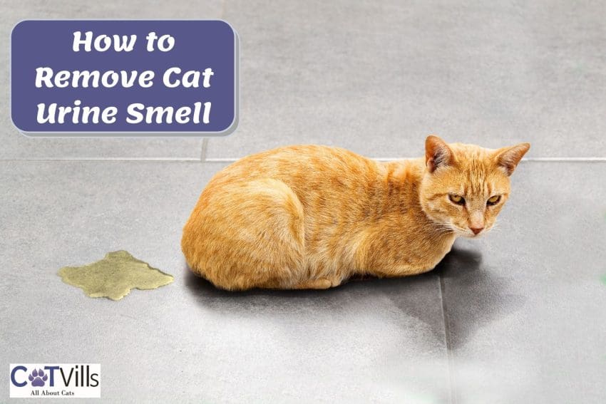 cat peed on the tiles but How to Remove Cat Urine Smell from Tile and Grout