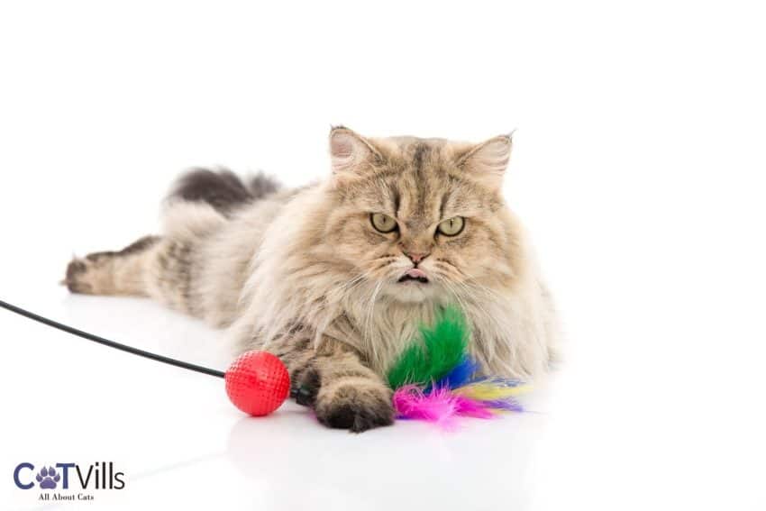 cat playing with his interactive toys