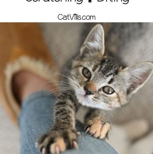 cat scratching the lady's feet