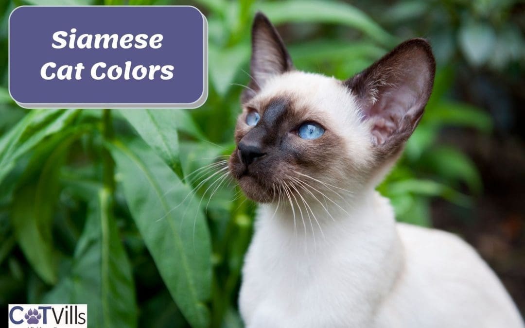 16 Beautiful Siamese Cat Colors (With Pictures & Videos)