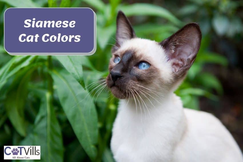 adorable Siamese with Siamese Cat Colors