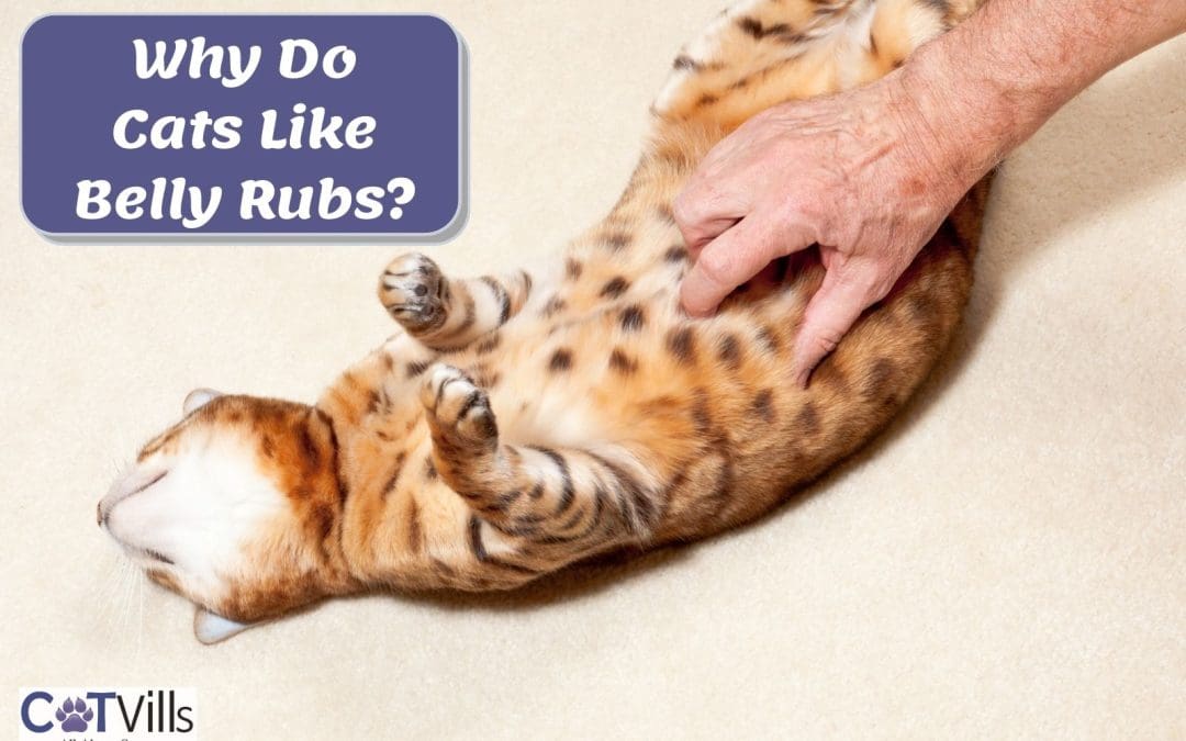 Why Does My Cat Like Belly Rubs? (According to Science)