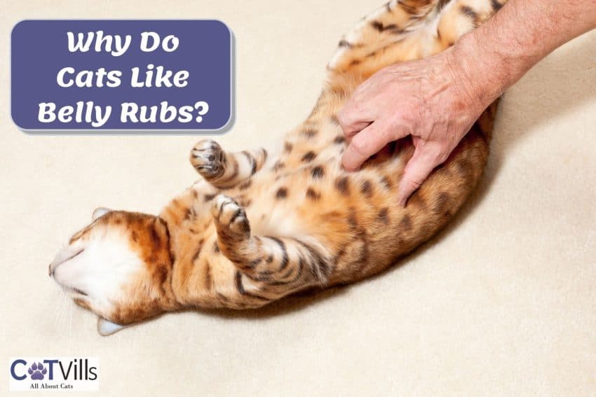 cat enjoying a belly rub but Why Does My Cat Like Belly Rubs?