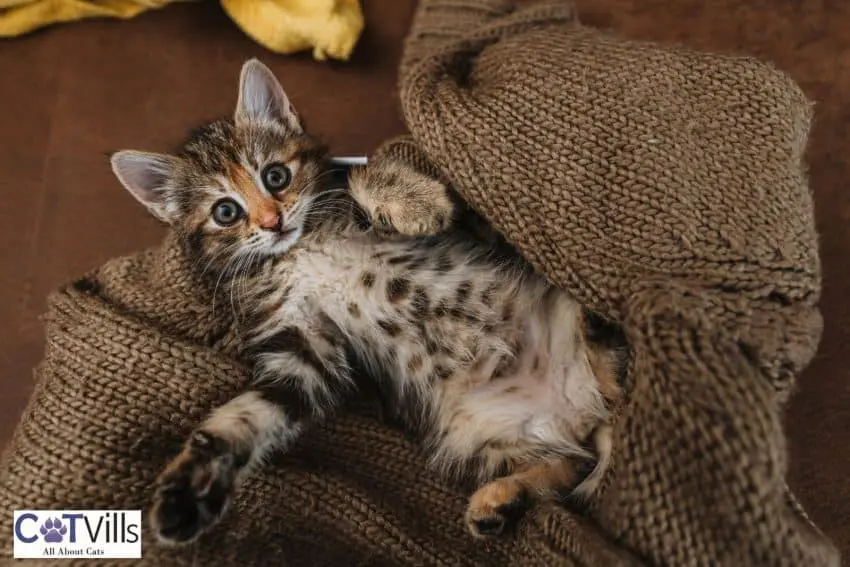 cat showing his belly