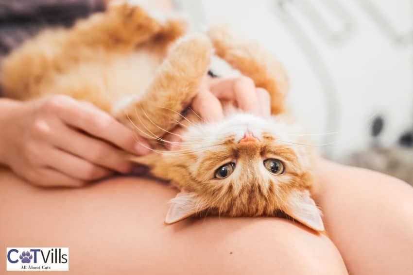 lady rubbing her cat's belly