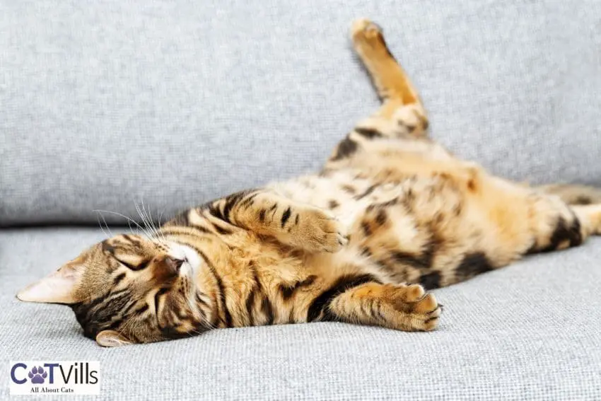 cat deeply sleeping while showing his belly