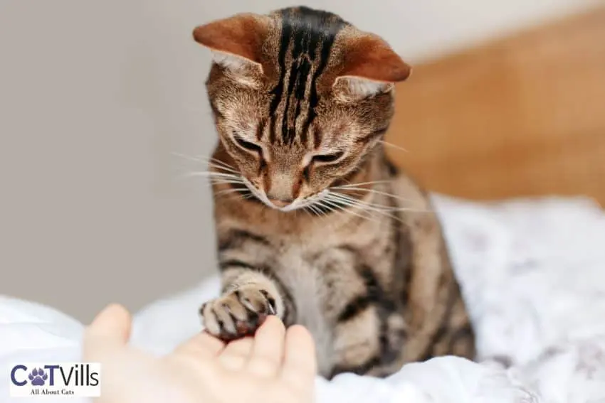 kitty reaching her paw to a hand