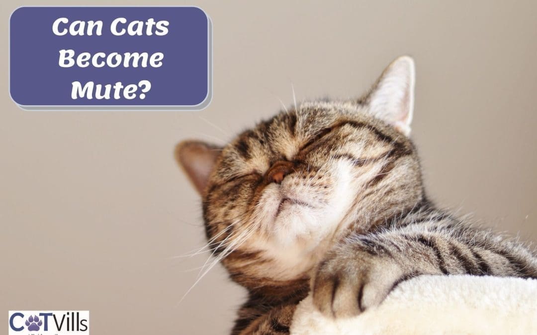 Can Cats Become Mute? (7 Reasons Why a Cat Doesn’t Meow)