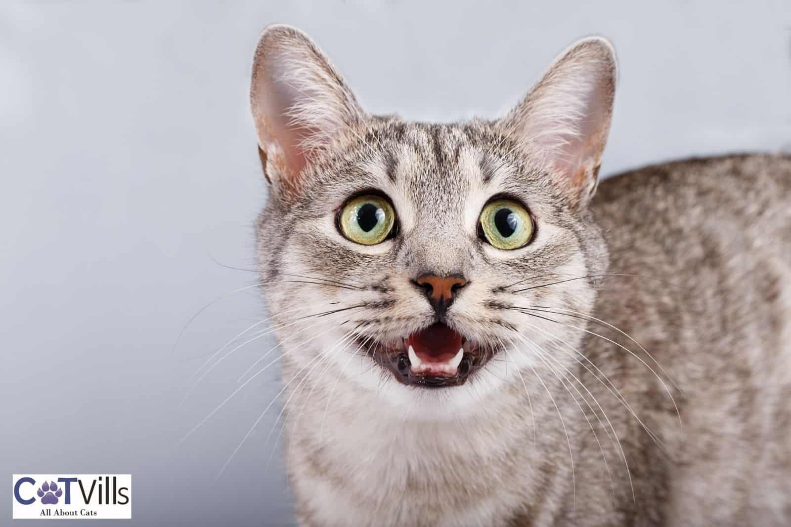 Can Cats Become Mute? (7 Reasons Why a Cat Doesn't Meow)