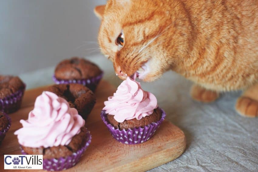 cat licking a cupcake with whipped cream but can cats eat whipped cream safely?