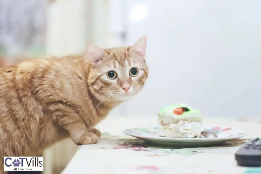 cat reaching the plate with piece of cake