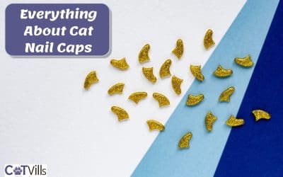 Cat Nail Caps: Are They Safe? (Why & wHEN TO USE THEM)