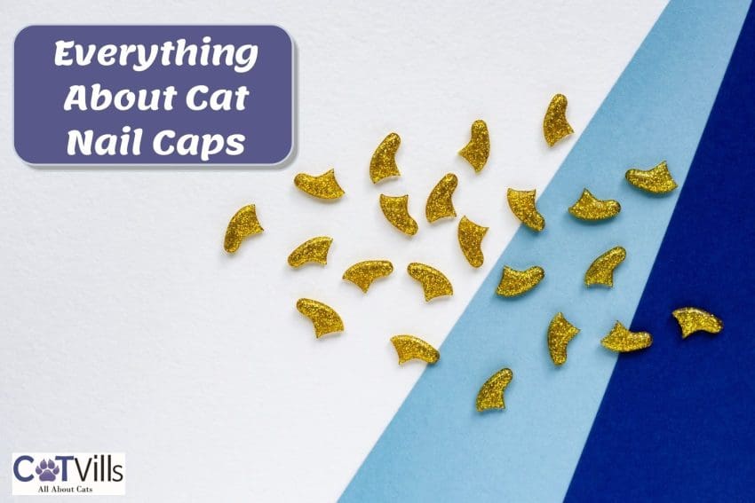 glittery gold cat nail caps