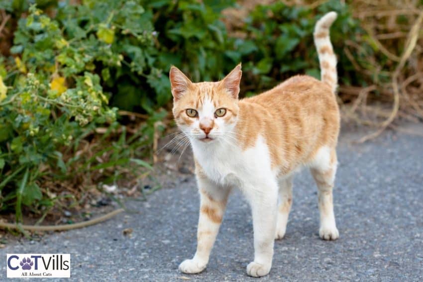 a ginger outdoor cat