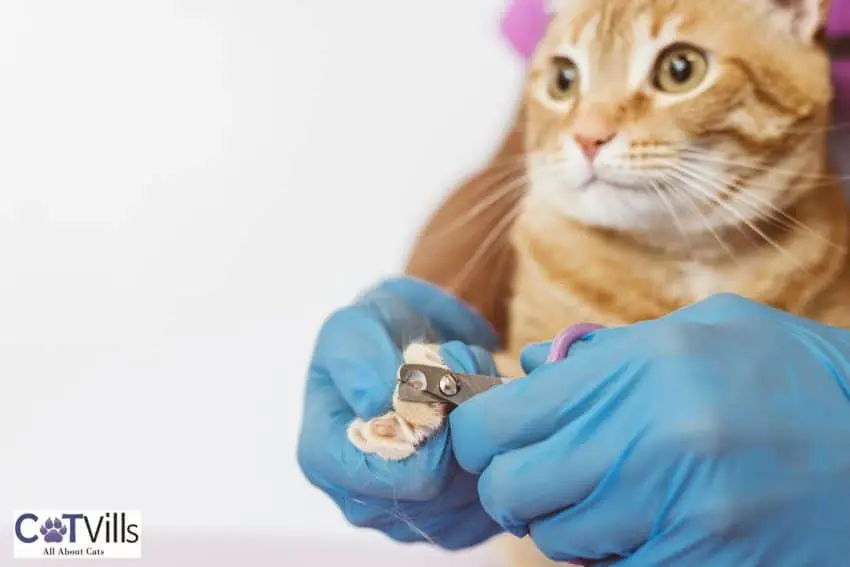 trimming cat nails