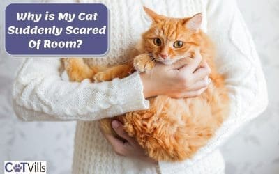 Why Is My Cat Suddenly Scared Of Room? (9 SHOCKING Reasons)