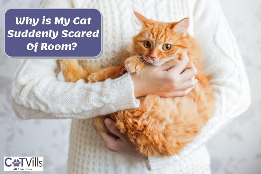 woman carrying her cat suddenly scared of room