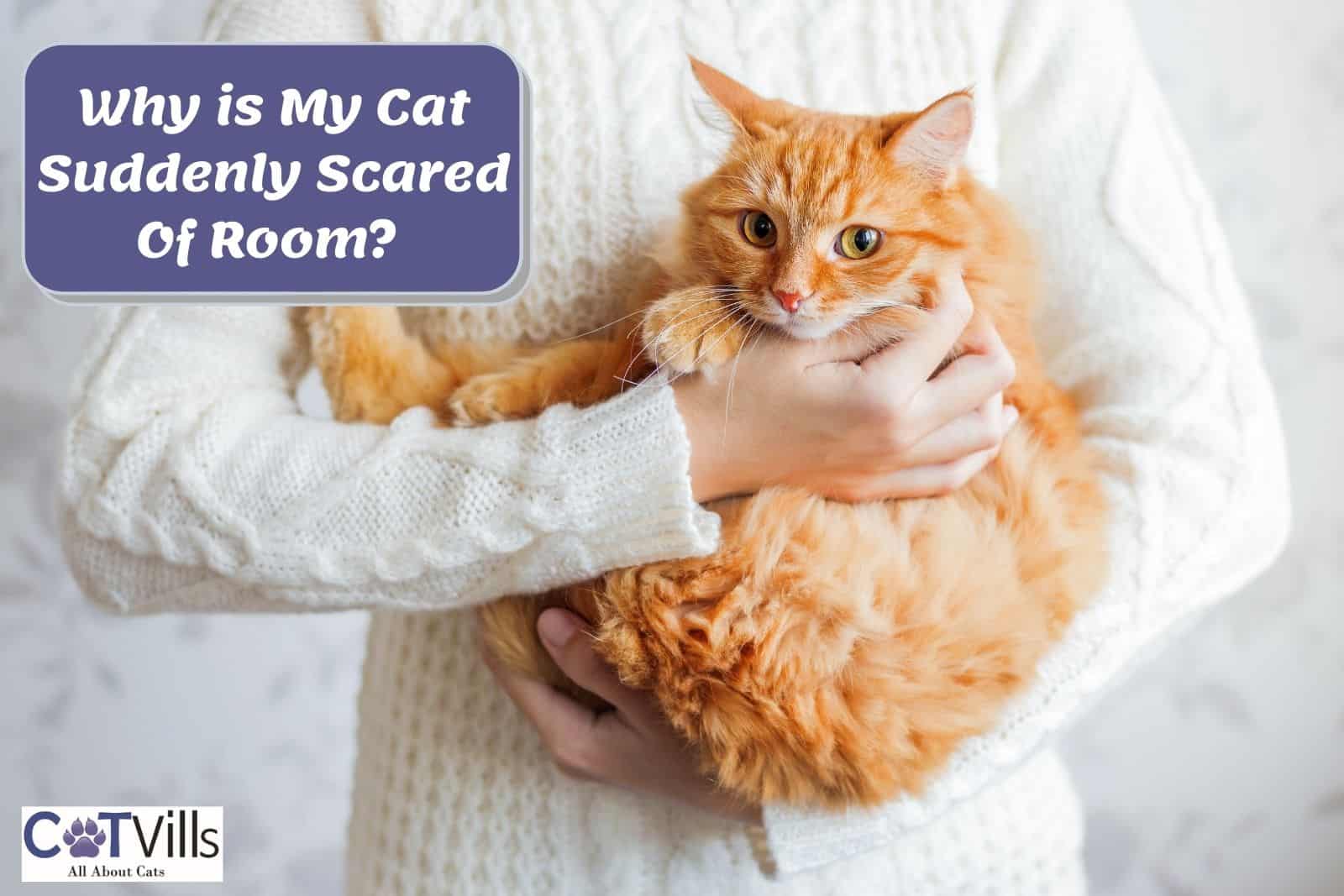 Cat Scared of Air Conditioner 