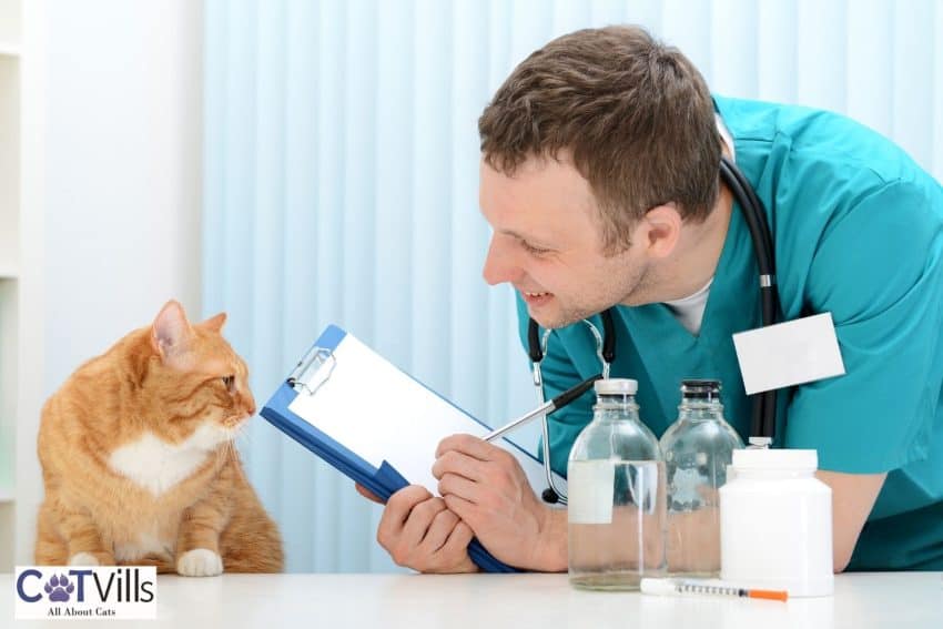 vet checking the ginger cat